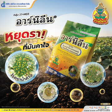 อาร์นิลีน